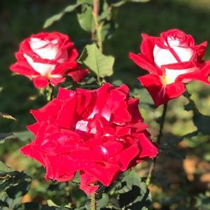 Meet your Posher, Hilda